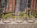 Sage Table Set